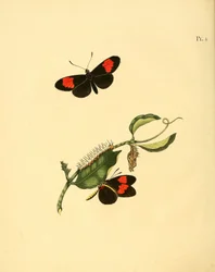 Heliconius melpomene
